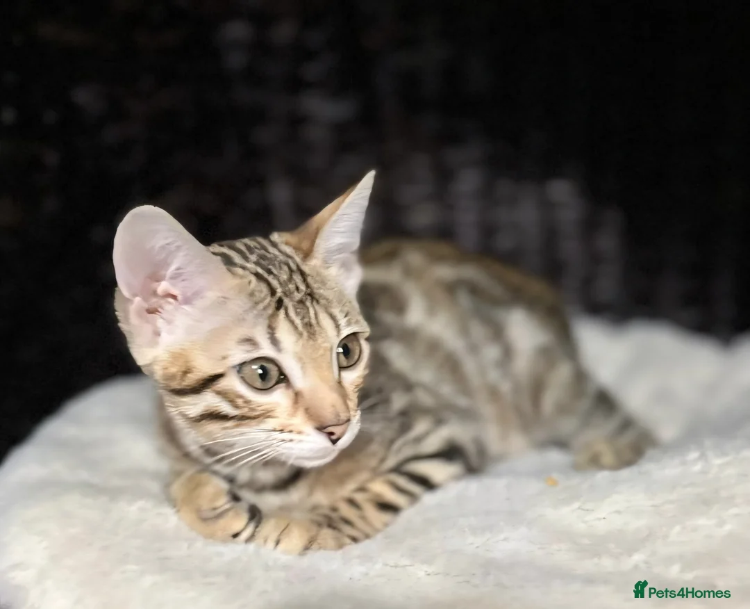 Bengal cats for sale: Just 1 girl left... Ready from END of April - Advert 1