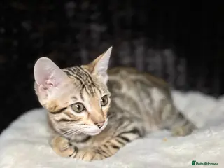 Bengal cats Just 1 girl left... Ready from END of April - Advert 15