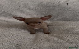 Chihuahua dogs for sale: Beautiful chihuahua pups - Image 2