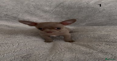 Chihuahua dogs - Advert 2