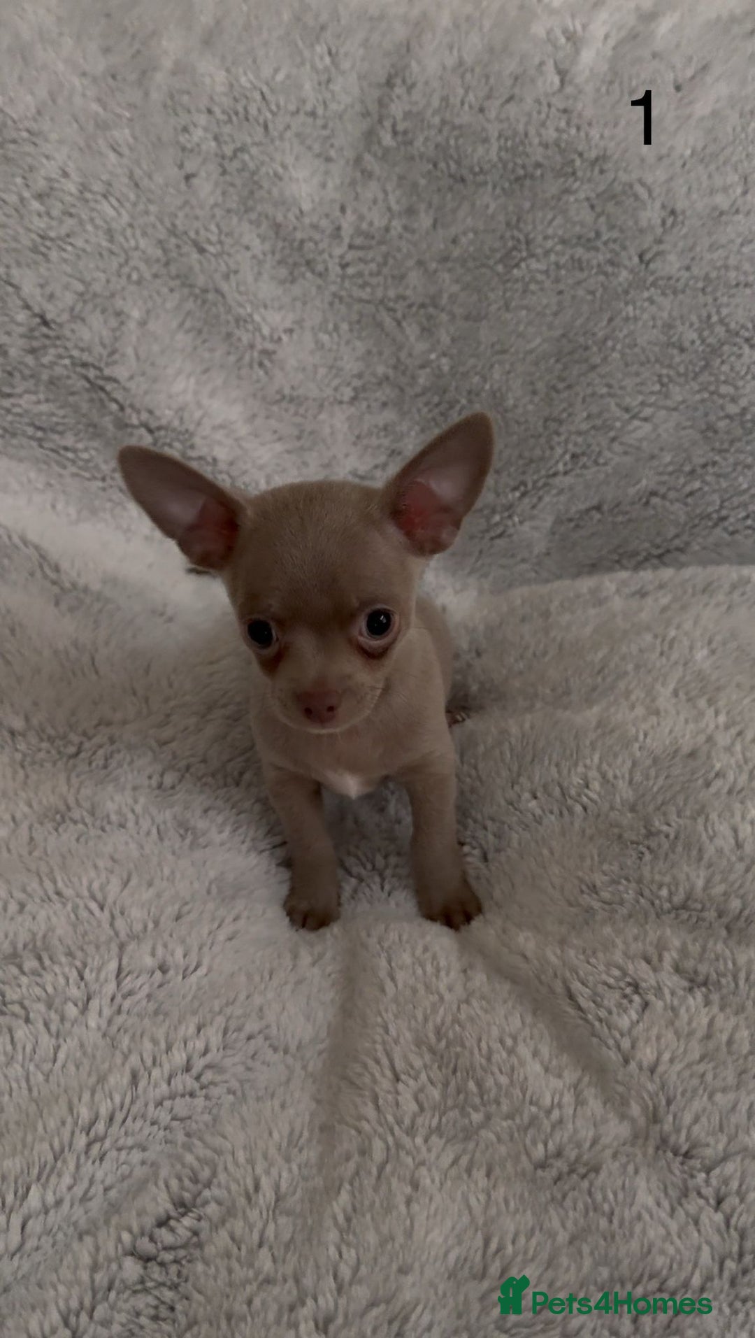 Chihuahua dogs for sale: Beautiful chihuahua pups - Image 2