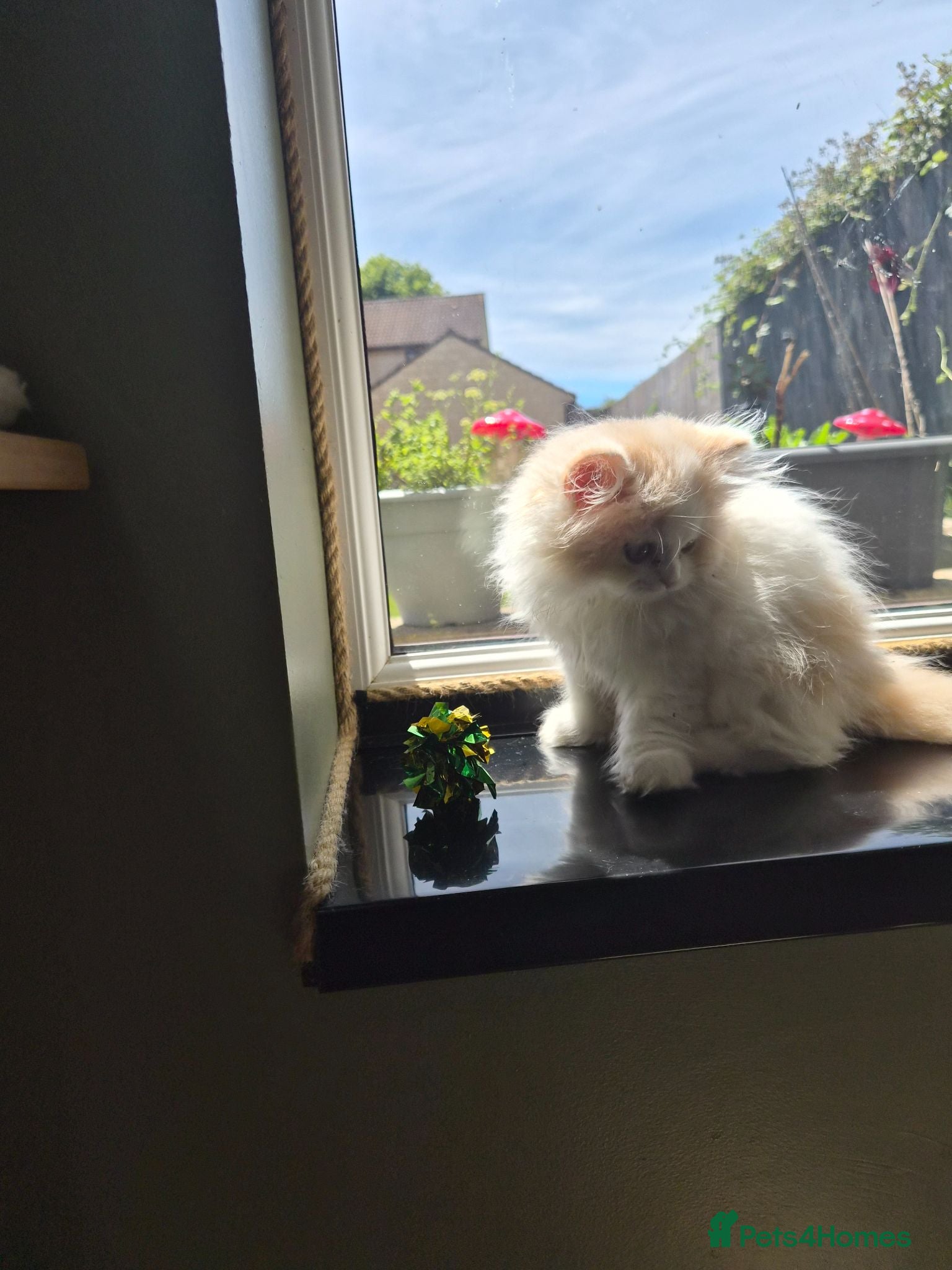 British Longhair cats Stunning boy and girl  - Advert 9