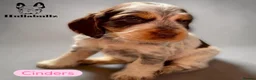 Cocker Spaniel dogs for sale: Health tested Roan Cocker Spaniels  - Advert 6
