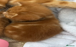 Mixed Breed cats for sale: Pure Ginger GIRLS - Image 14