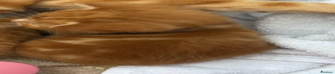 Ginger black collar