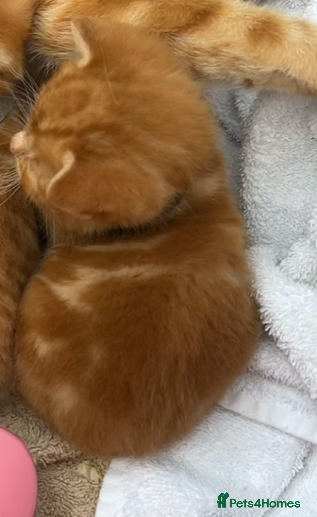 Mixed Breed cats for sale: Pure Ginger GIRLS - Image 14