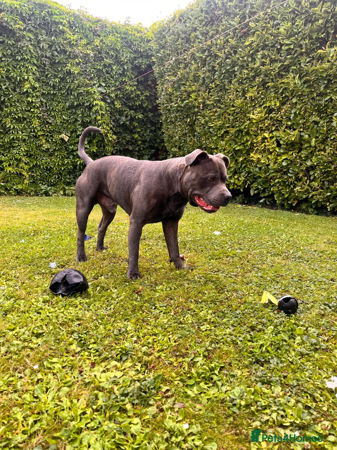 Staffordshire Bull Terrier dogs for stud: Blue Staffordshire bull terrier STUD in Preston - Advert 11