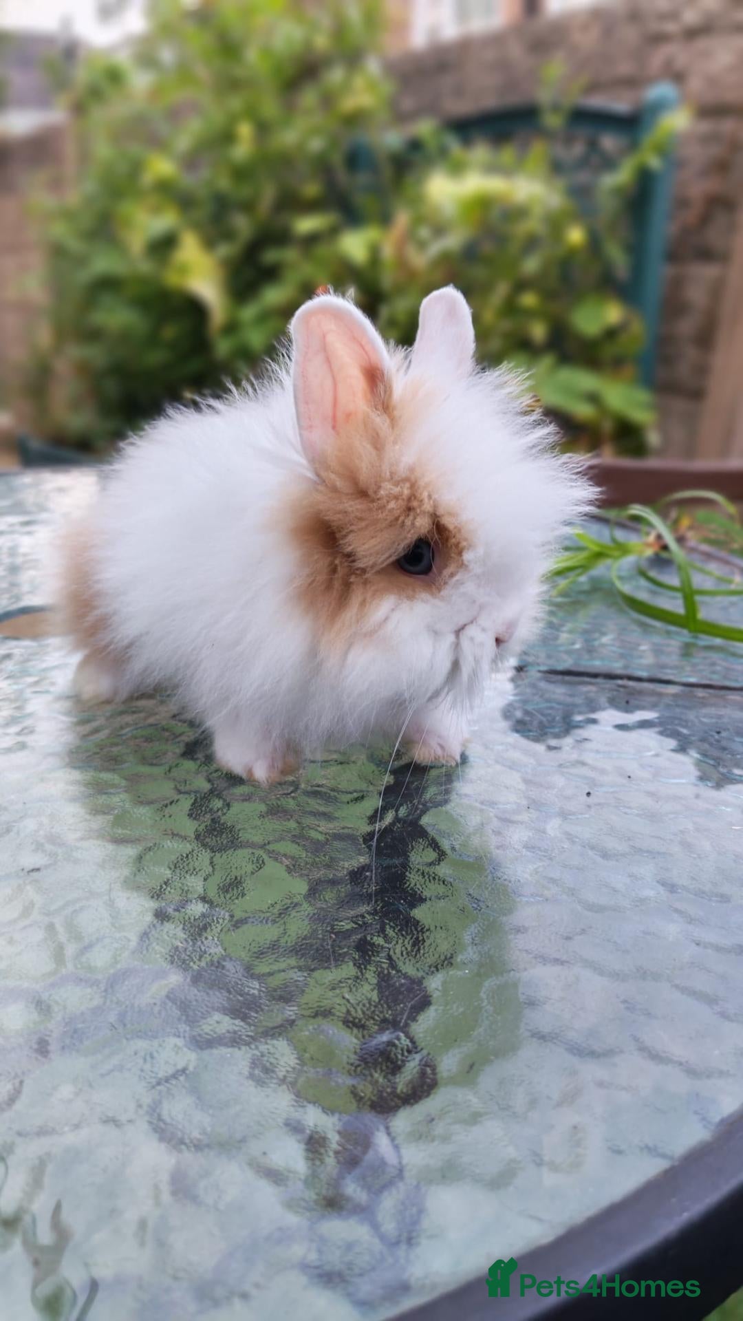 Lionhead rabbits Lion head bunnies  - Advert 4