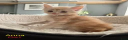 Maine Coon cats for sale: 12 Maine Coon kittens  - Advert 26