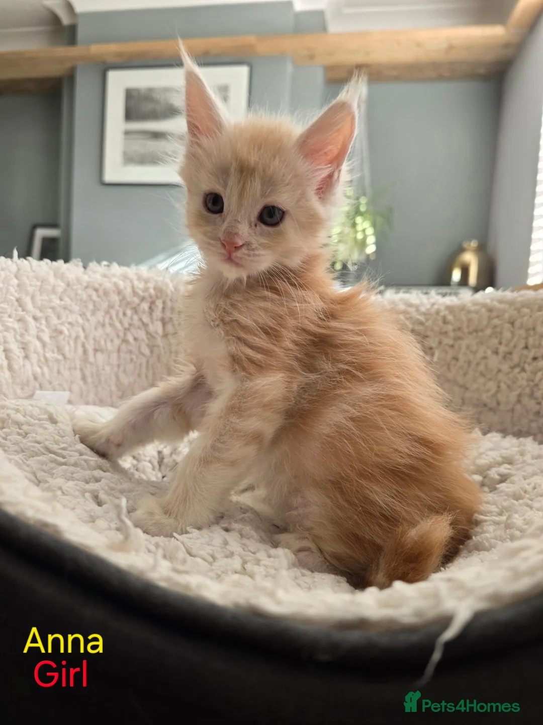Maine Coon cats for sale: 12 Maine Coon kittens  - Advert 26