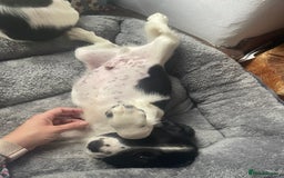 English Springer Spaniel dogs for sale: Beautiful English Springer Spaniels - Image 15
