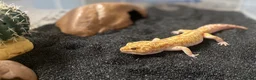 Leopard Gecko reptiles for sale: Male leopard gecko for sale  in Chelmsford - Advert 3