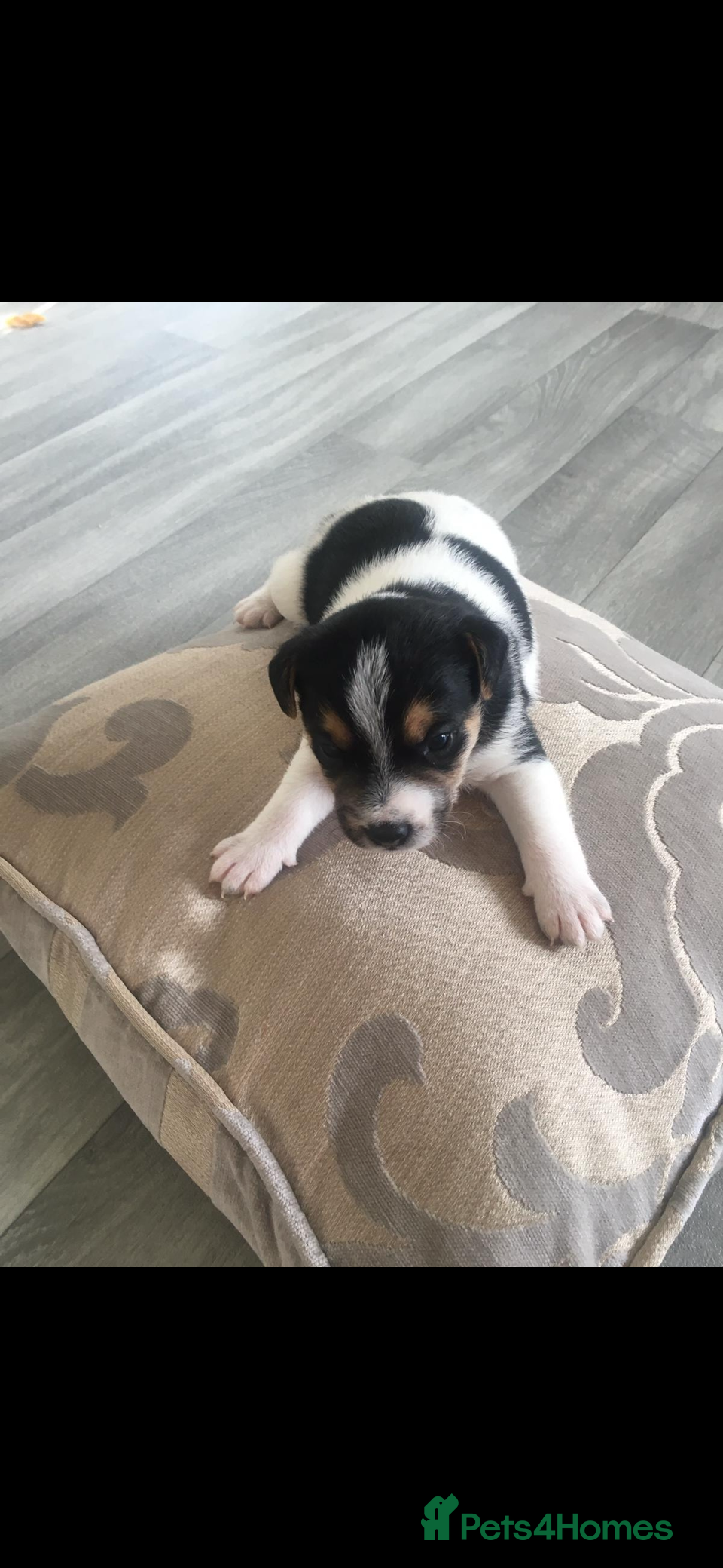 Patterdale Terrier dogs for sale: Patterdale terrier puppies  - Advert 3