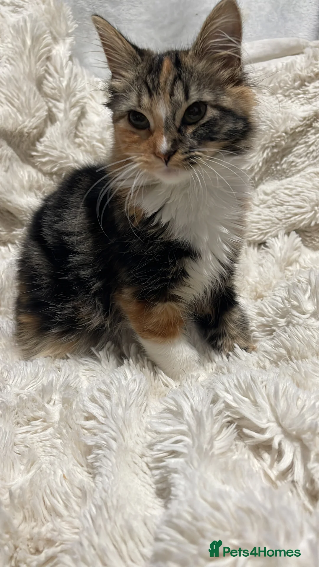 Persian cats for sale: Two beautiful Persian x - Advert 6