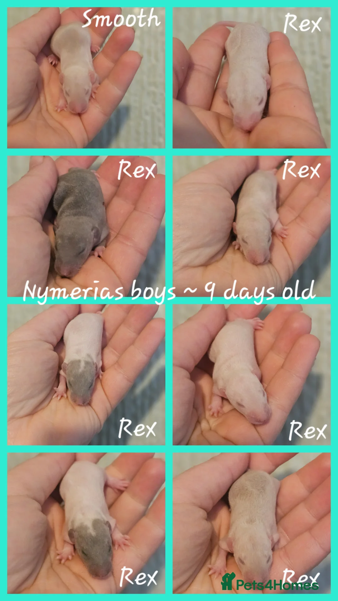 Rat rodents for sale: Rex, Smooth, Double Rex, Dumbo Baby Rats - Advert 7