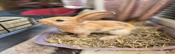 Mini Lop rabbits for sale: 🐰5 Beautiful Baby Rabbits for Loving Homes 🐰 - Advert 7