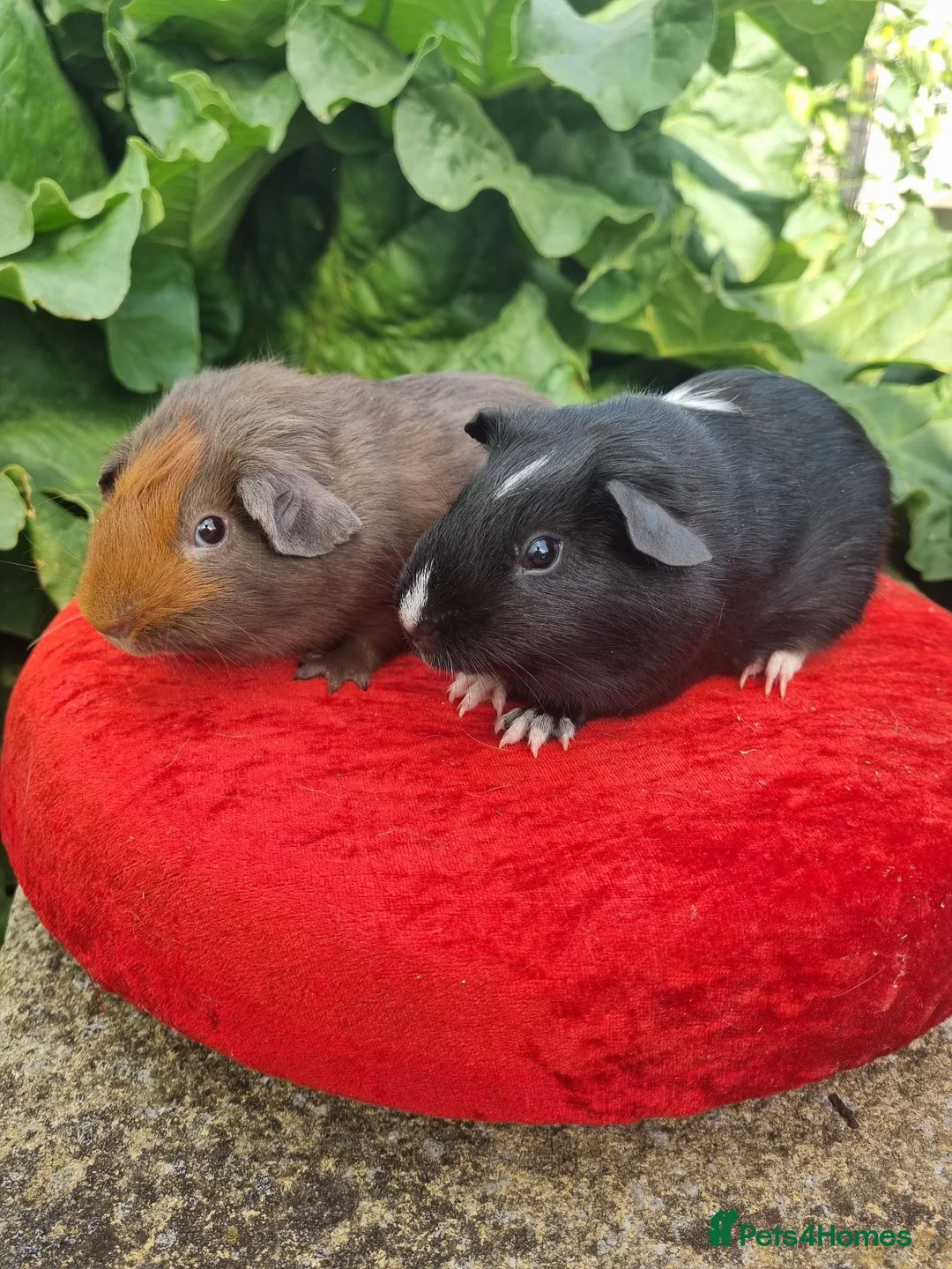 Guinea Pig rodents for sale: Pair of Male Guinea Pigs  - Advert 4