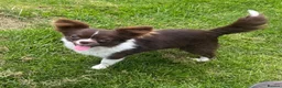 Chihuahua dogs for stud: Engelburt for stud only - Advert 4