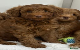 Australian Labradoodle dogs for sale: Superior Authentic Australian Labradoodle Puppies - Image 4