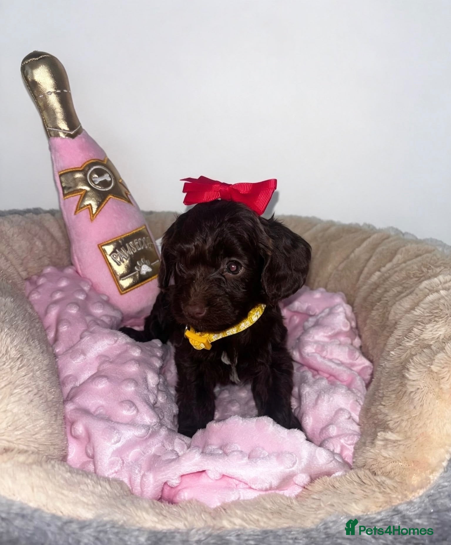 Cockapoo dogs 🐾 beautiful cockerpoo puppies  - Advert 1