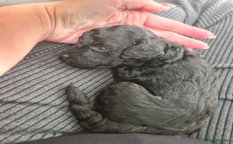 Cockapoo dogs - Advert 6