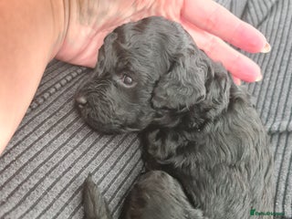 Cockapoo dogs - Advert 1