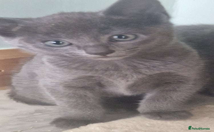 Russian Blue cats - Advert 4