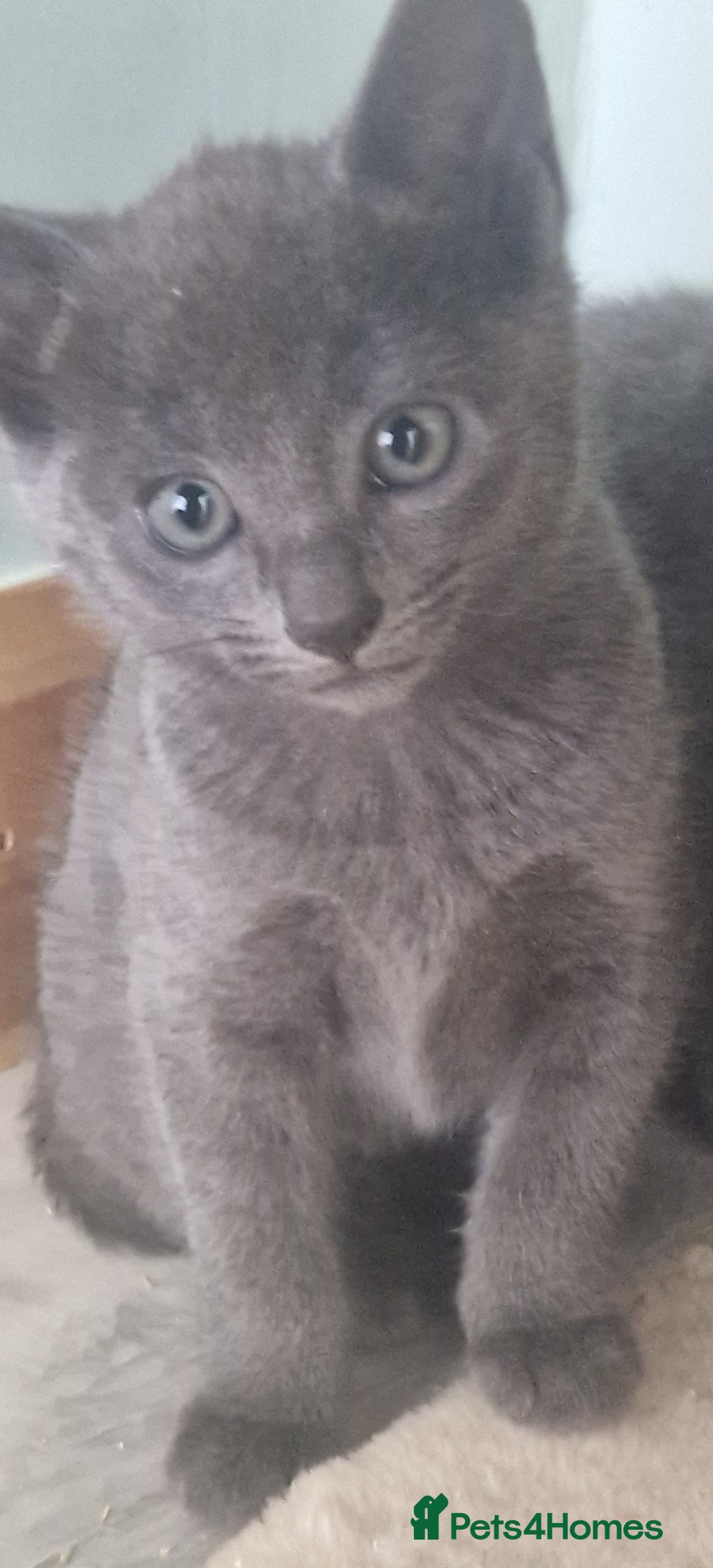Russian Blue cats for sale: Beautiful full Russian blue kittens  - Image 8