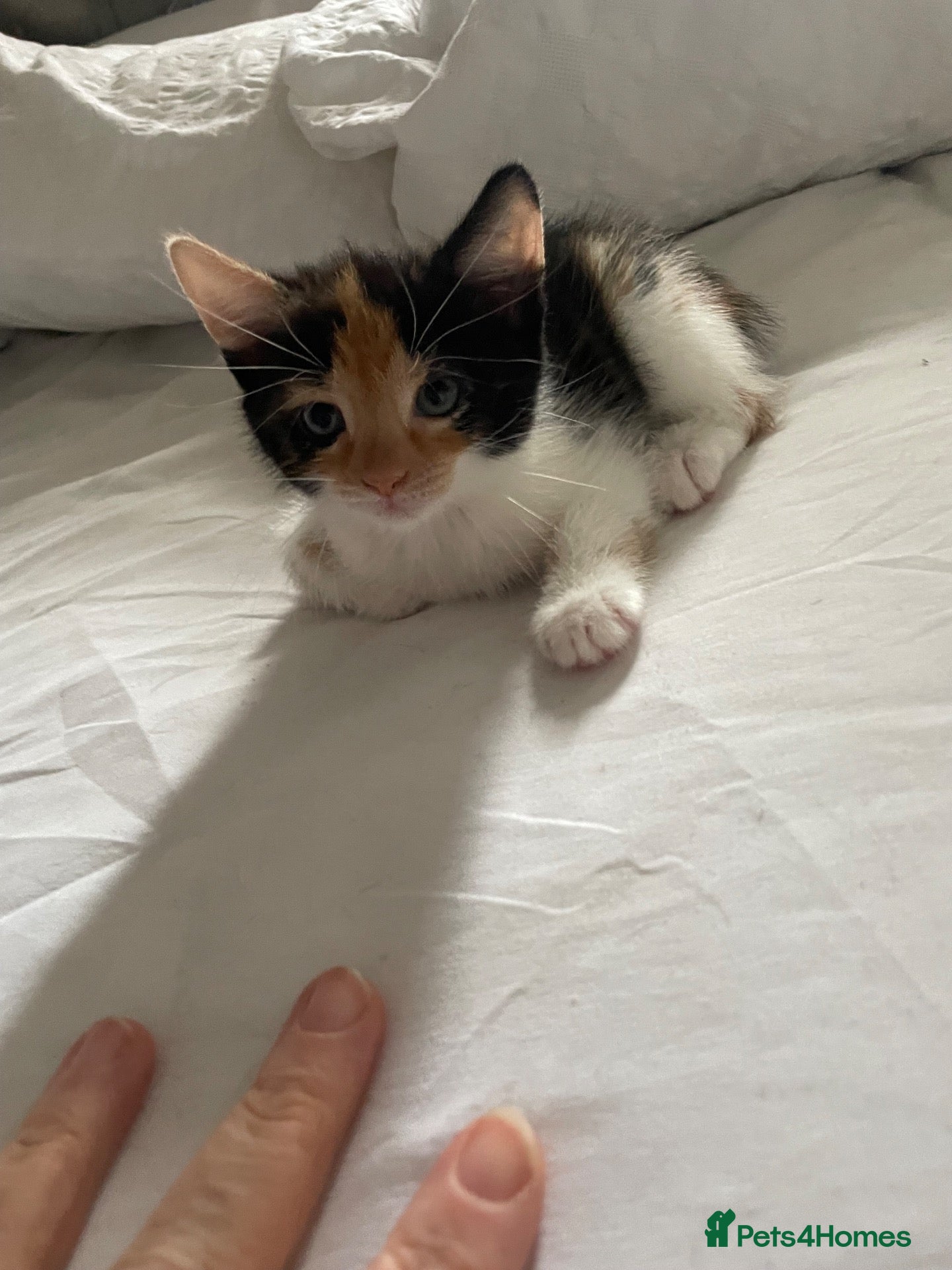 Mixed Breed cats 6 beautiful kittens - Advert 1