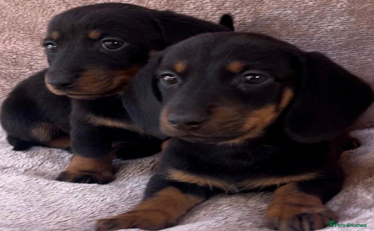 Dachshund dogs - Advert 6