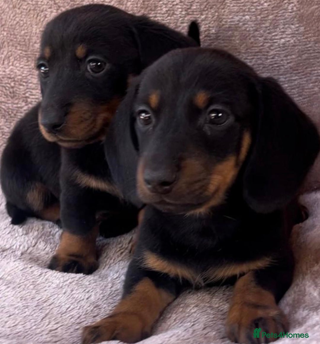Dachshund dogs for sale: ❤️ Dachshund puppies ❤️ - Image 13