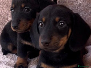 Dachshund dogs - Advert 4