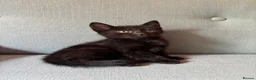 Mixed Breed cats for sale: 5 gorgeous kittens all female  - Advert 6
