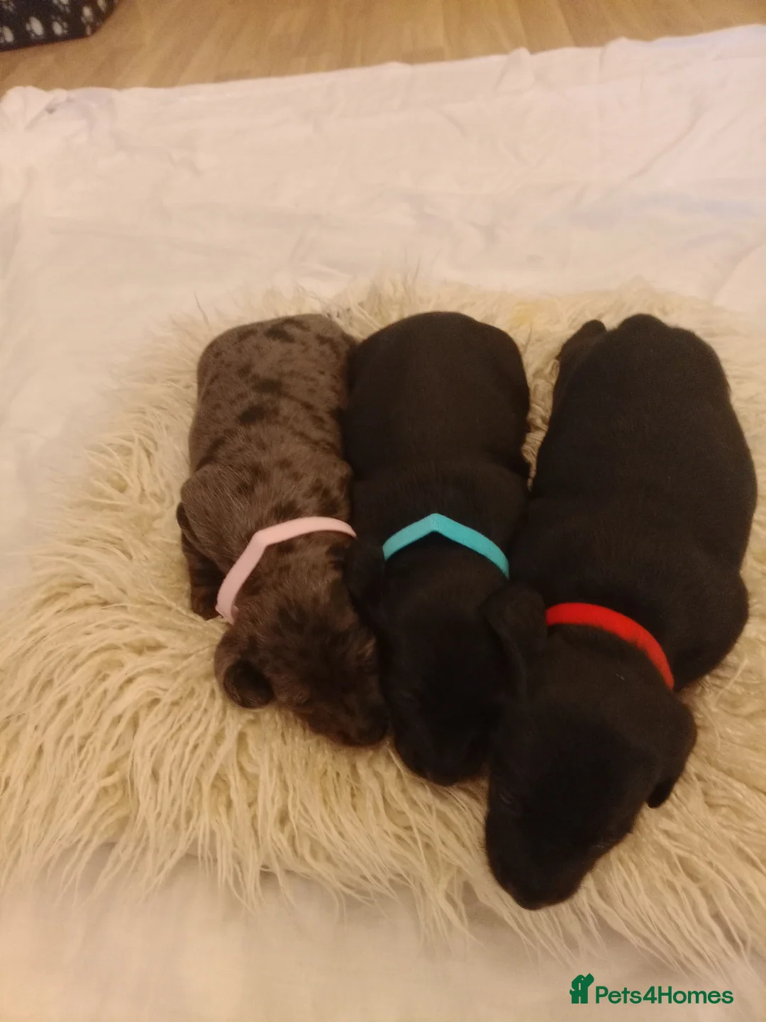 Doxiepoo dogs for sale: Doxiepoo puppies  in Cardiff - Advert 1