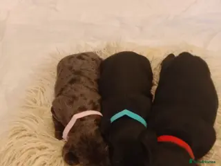 Doxiepoo dogs Doxiepoo puppies - Advert 9