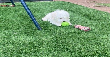 Maltese dogs - Advert 5