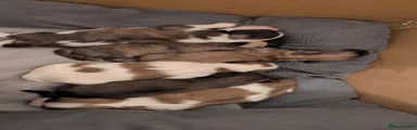 Shih Tzu 3