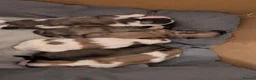 Shih Tzu dogs for sale: Shih tzu puppy's  in Peterborough - Advert 5