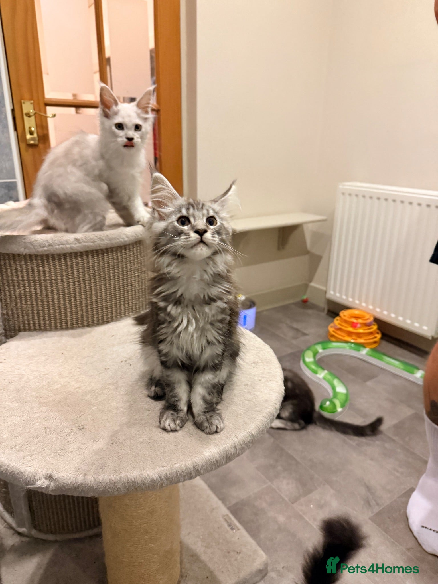 Maine Coon cats Maine Coon Girl - Ready Now  - Advert 1
