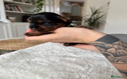Yorkshire Terrier dogs for sale: ❤️Miniature yorkshire terrier puppies ☘️ - Image 15