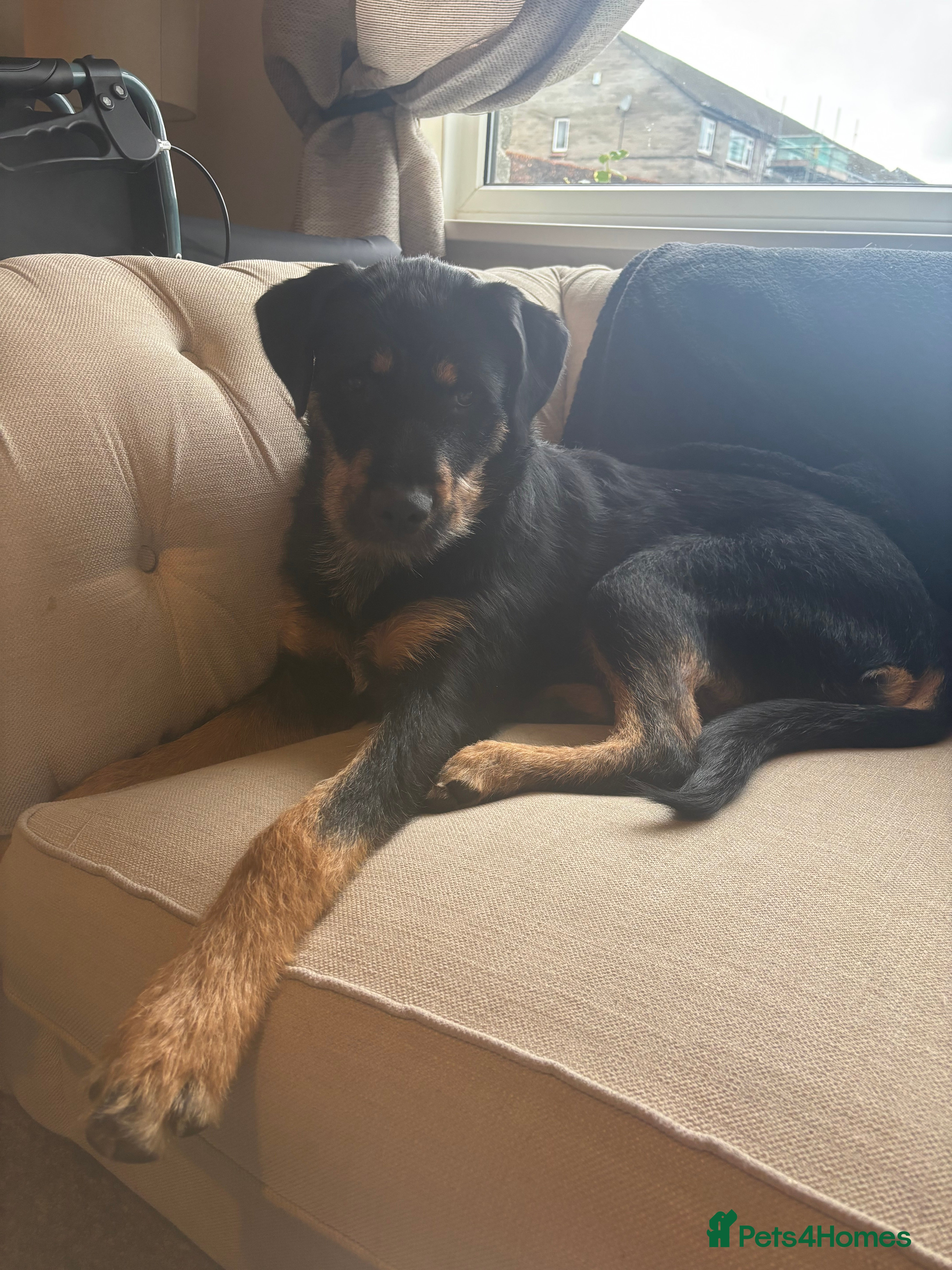 Mixed Breed dogs Beautiful Rottweiler x Belgian Mallonis  - Advert 16