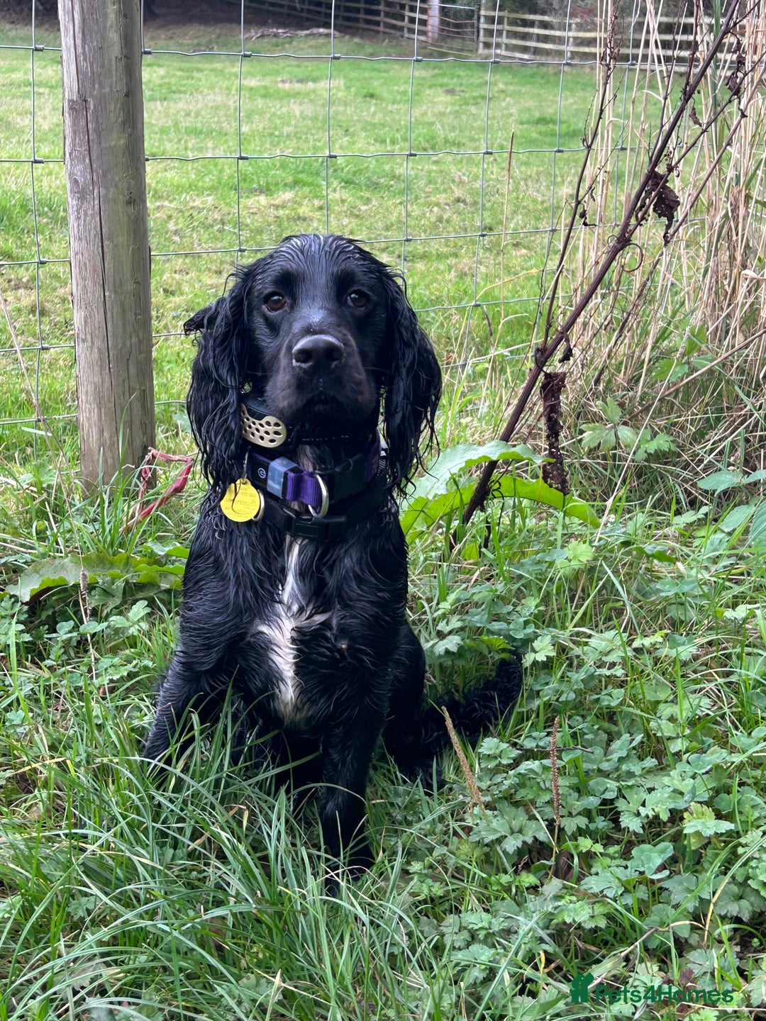 Cocker Spaniel dogs for sale: Male Working cocker spaniel age 1 - Advert 11