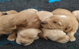 Mini Goldendoodle dogs for sale: Adorable Red & Apricot Goldendoodle Puppys - Image 6