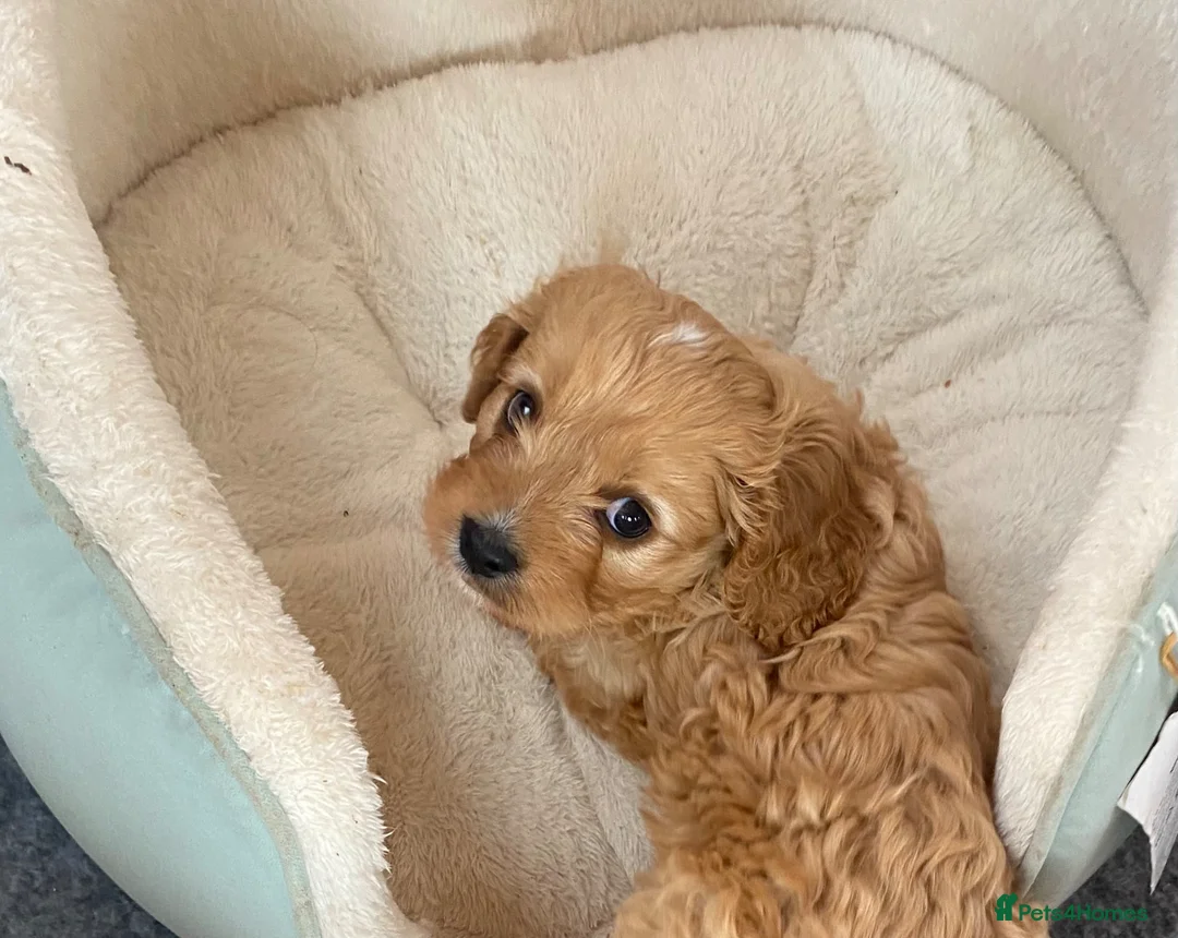 Mixed Breed dogs for sale: Cavapoo boy puppy available now  - Advert 2