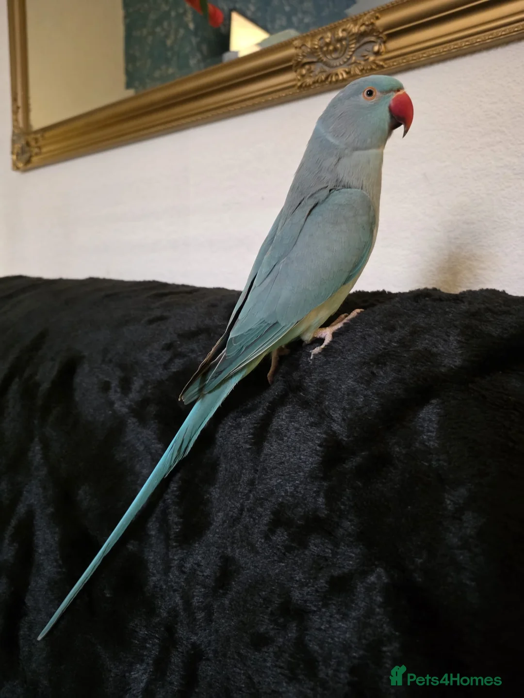 Parrots birds for sale: "Sky and Bandit" please read whole ad! - Advert 2