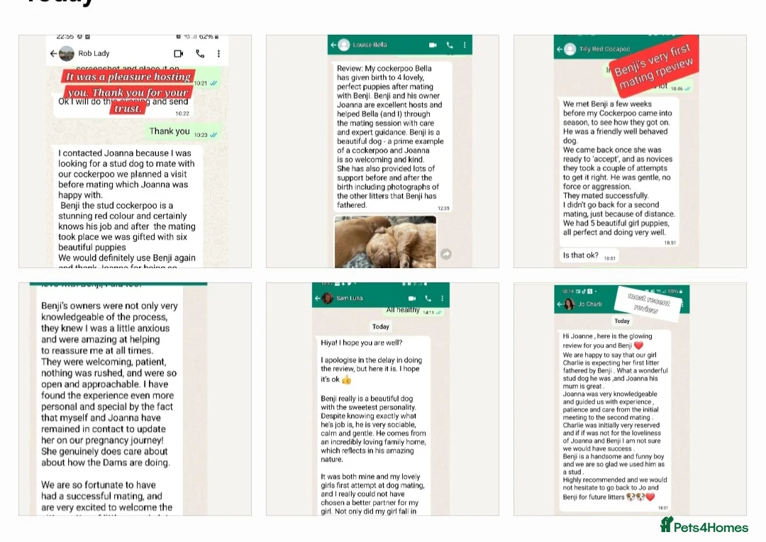 Cockapoo dogs for stud: F1 cocapoo well Proven extensively health tested in Bromley - Advert 5