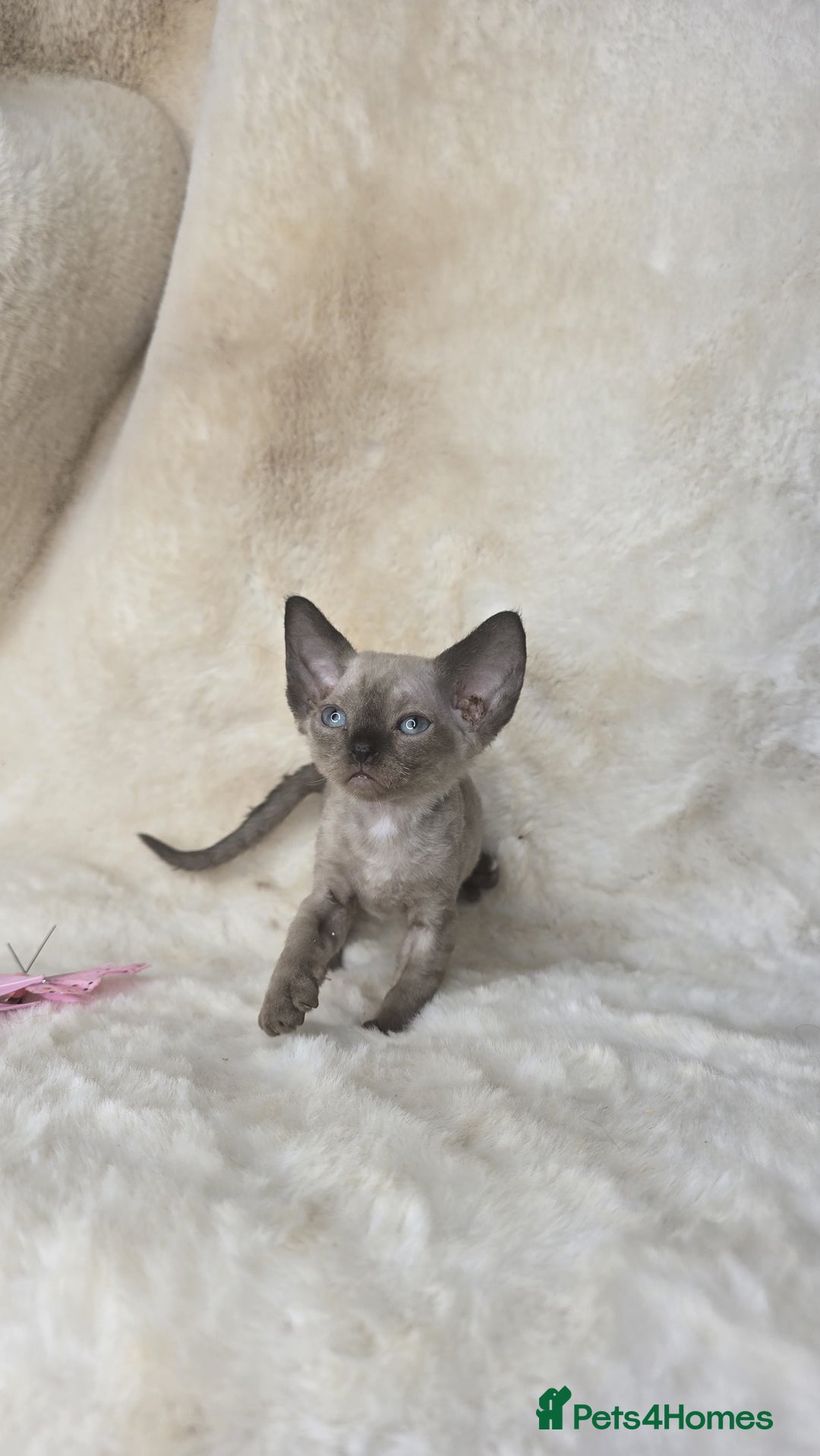 Devon Rex cats for sale: Devon Rex. 3 girls bominant blue eyes. All guts  - Image 12