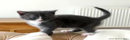 Mixed Breed cats for sale: Gorgeous Rag Doll/Maine Coon/Russian Blue X - Advert 20