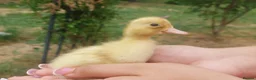 Chickens poultry for sale: Chickens Brahma Sussex wyondotte ducklings - Advert 11