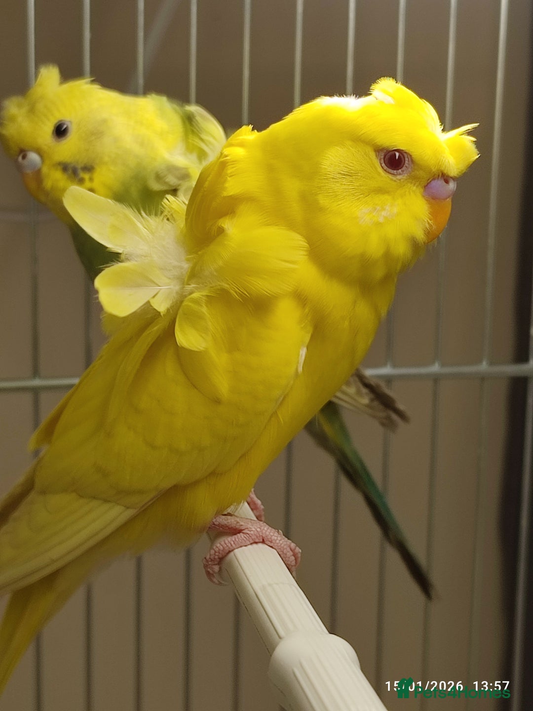 Budgerigars birds for sale: Budgies  - Advert 3